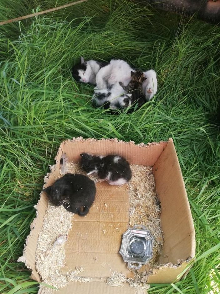 Yanan binadaki kedi ve 4 yavrusu kurtarıldı