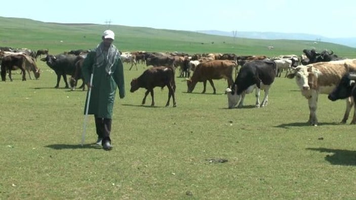 Üniversiteli çoban, hayvanları otlatırken KPSS'ye çalışıyor