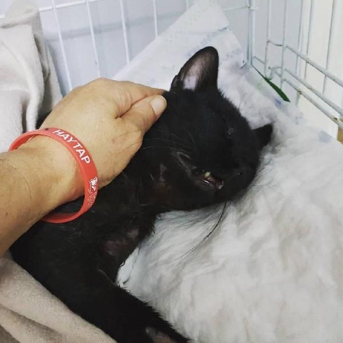 Aydın'da pitbullun  saldırdığı kedi ağır yaralandı