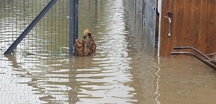 Polonya’da aşırı yağışlar nehirleri taşırdı