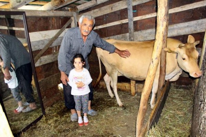 Trabzon’da yalnız kalan ineğin ahırına ayna koydu