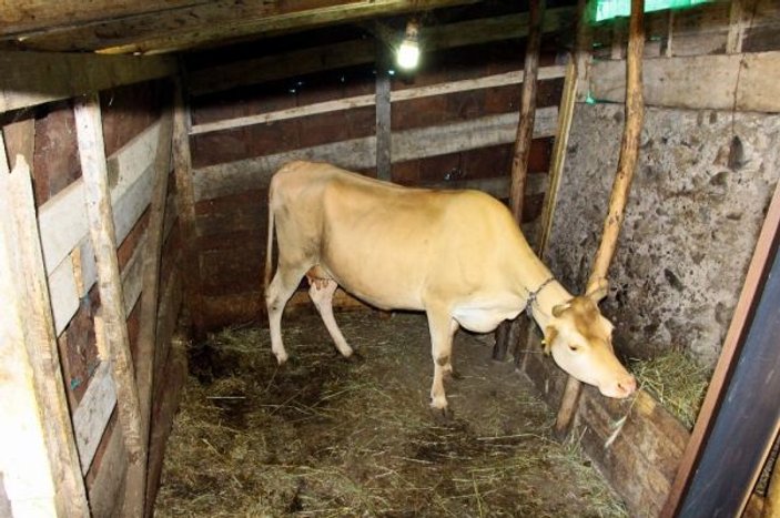 Trabzon’da yalnız kalan ineğin ahırına ayna koydu