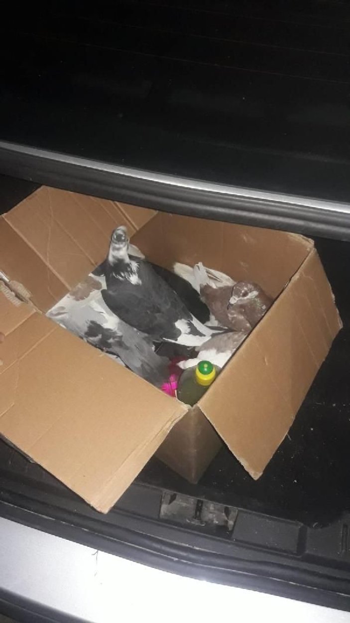 180 güvercin çalan 3 hırsız yakalandı