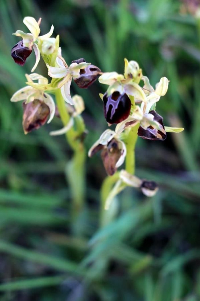 Samsun'da kaçak yabani orkide toplayanlara 120 bin TL ceza