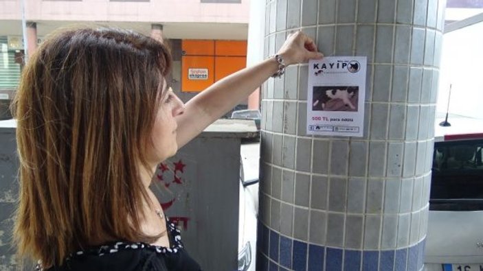 Bursa'da kaybolan emanet kediyi arıyor