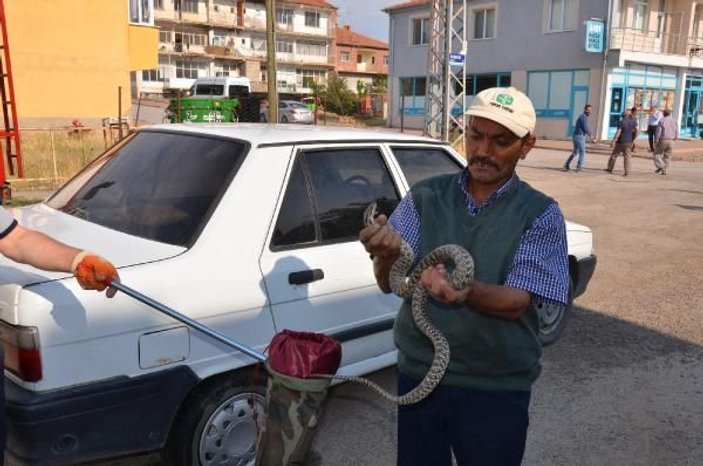Araçtan elleriyle çıkardığı yılanı itfaiyeye teslim etti