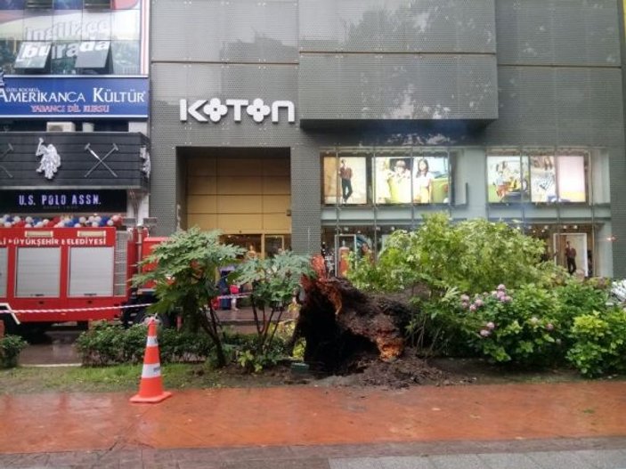 Kocaeli'de fırtına ağaçları devirdi: 1 yaralı