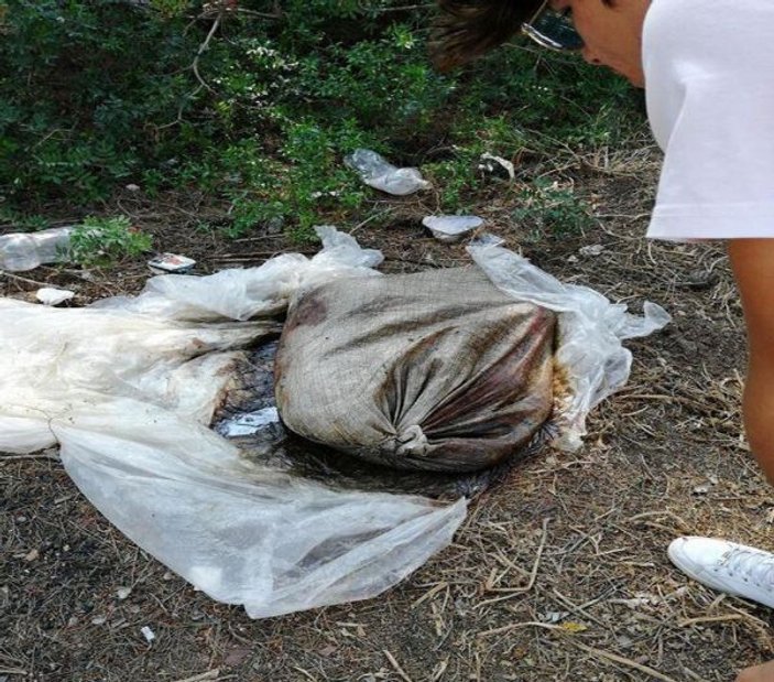 Ormanda çuvalın içinde biri ölü 2 köpek bulundu