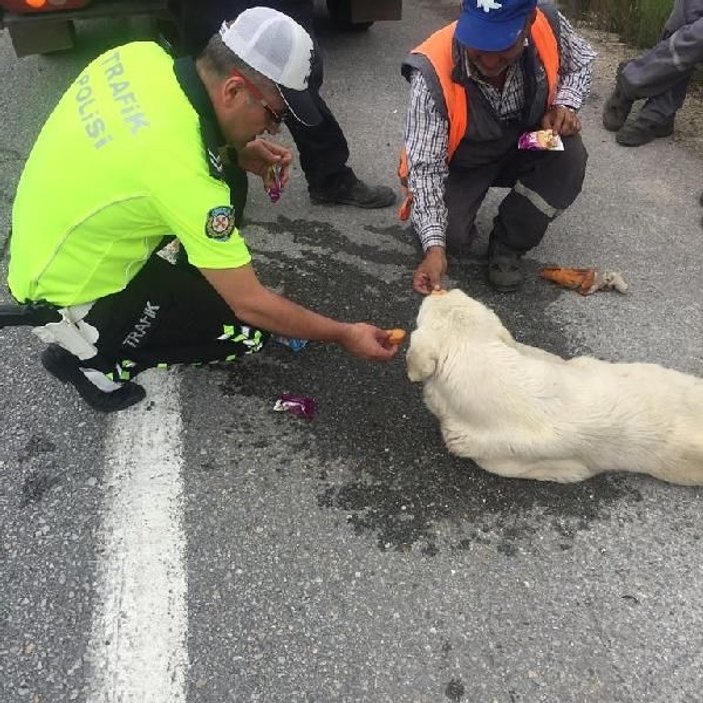 Bursa'da bitkin düşen köpeğe polis yardım etti