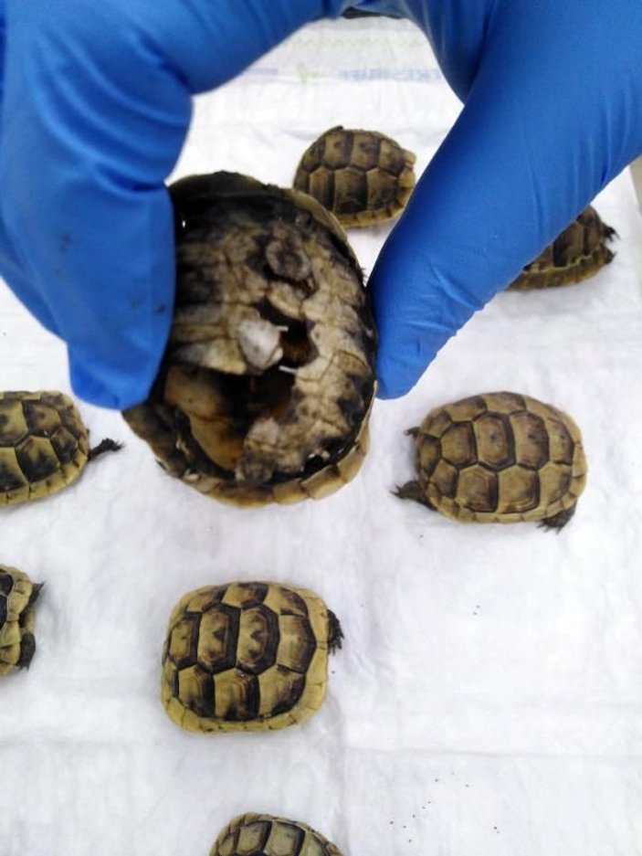 Mezarlıkta yan yana dizili 23 ölü kaplumbağa bulundu