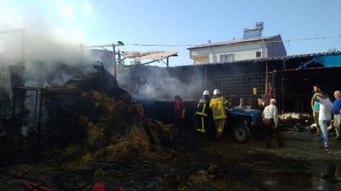 Bursa'da 40 büyükbaşın bulunduğu ahırda yangın çıktı