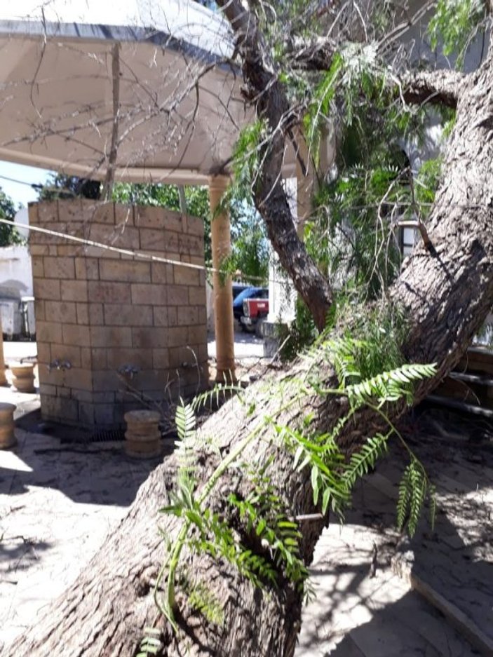 İzmir’de caminin üzerine ağaç devrildi