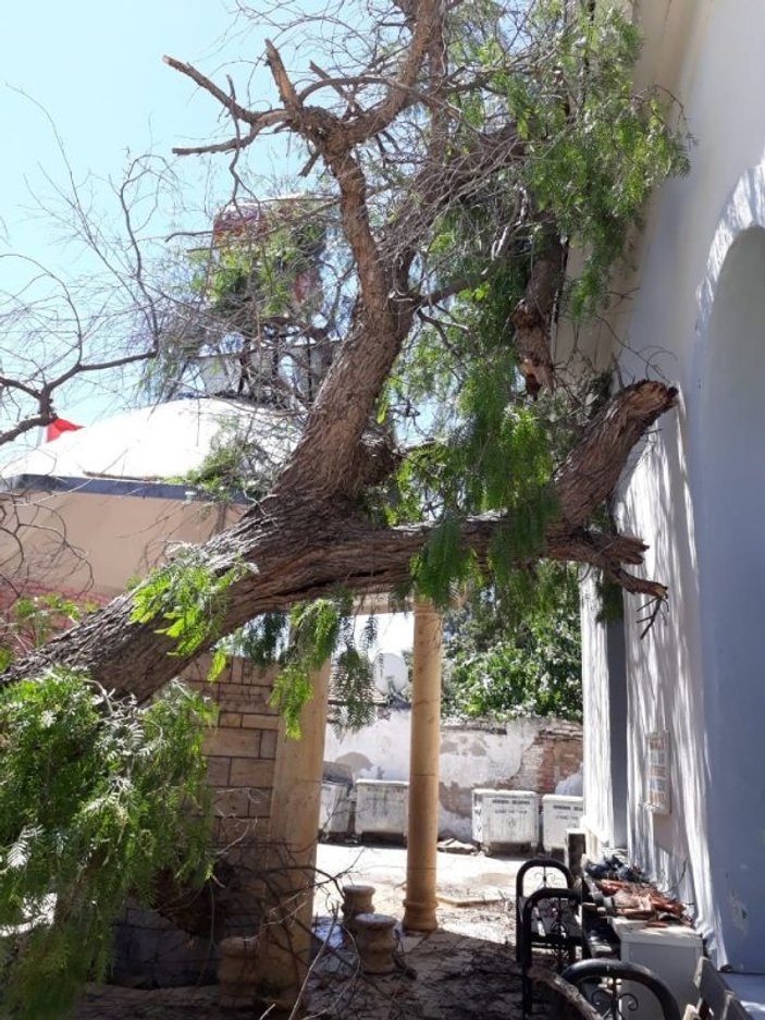 İzmir’de caminin üzerine ağaç devrildi