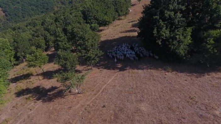 Kaybolan 72 küçükbaş drone yardımıyla bulundu