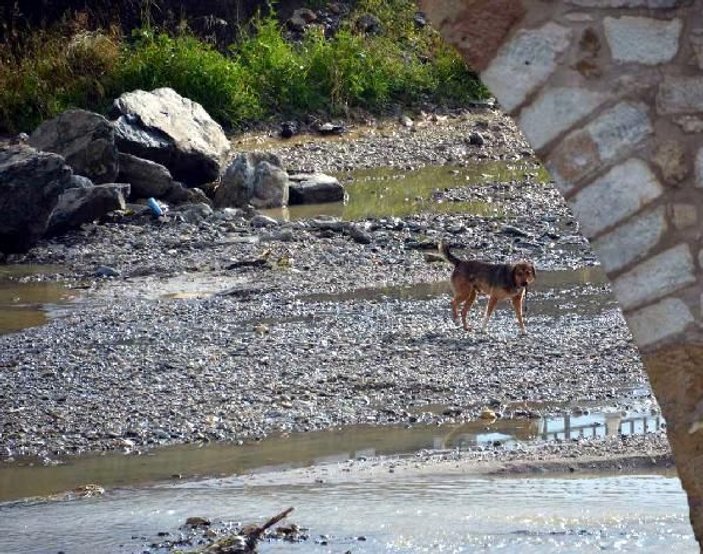 Kastamonu'da 8 büyükbaş hayvan sele kapıldı