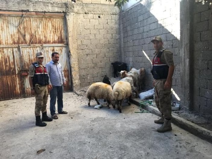 Çaldıkları koyunları satan 3 kişi yakalandı