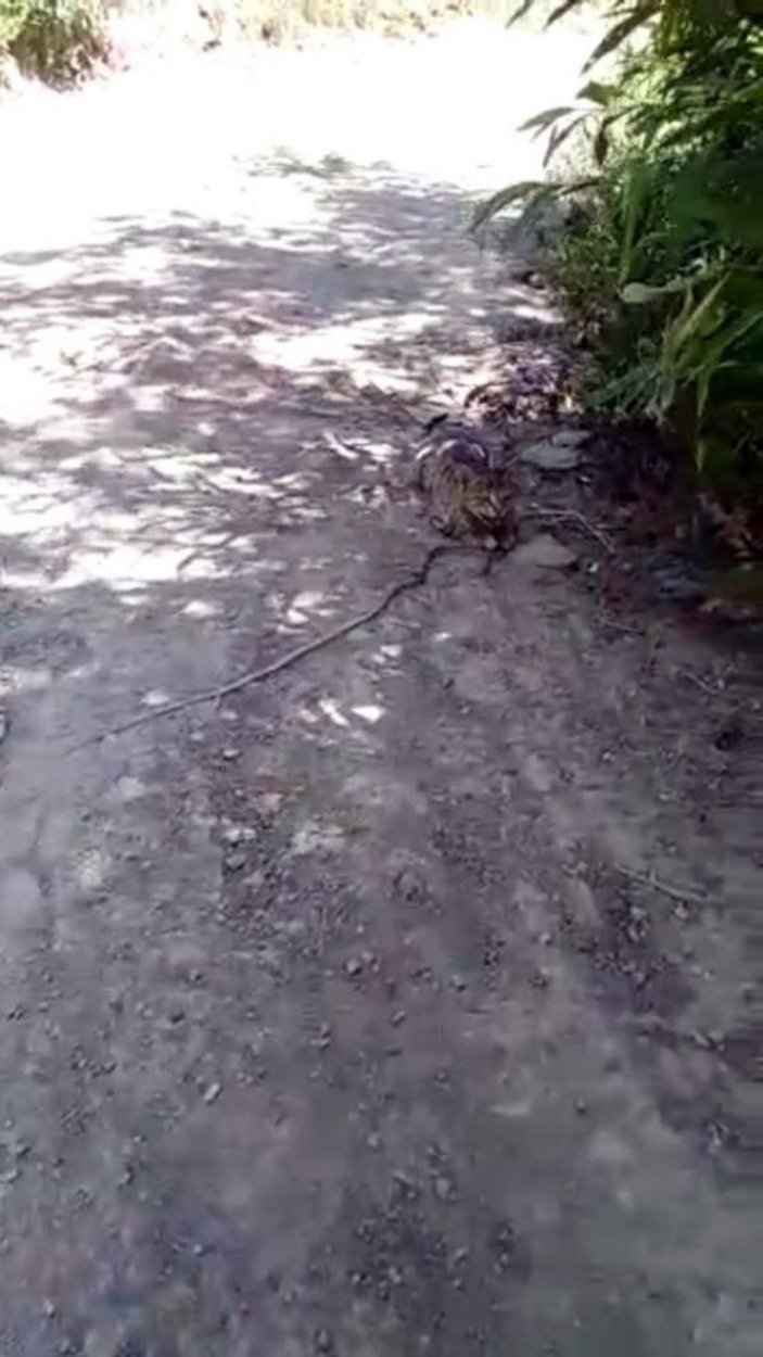 Hakkari'de kedinin yılanla oyunu kamerada