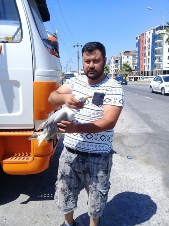 İzmir'de yaralı martının imdadına son anda yetişti