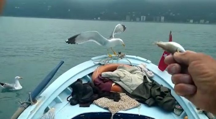 Rizeli balıkçının deniz dostları