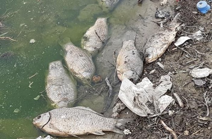 Altınkaya Baraj Gölü'nde toplu balık ölümleri