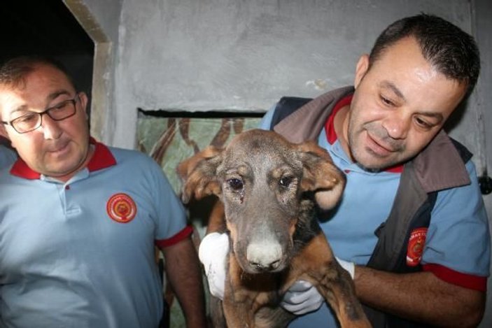 Zemin katta 10 gün mahsur kalan köpek kurtarıldı