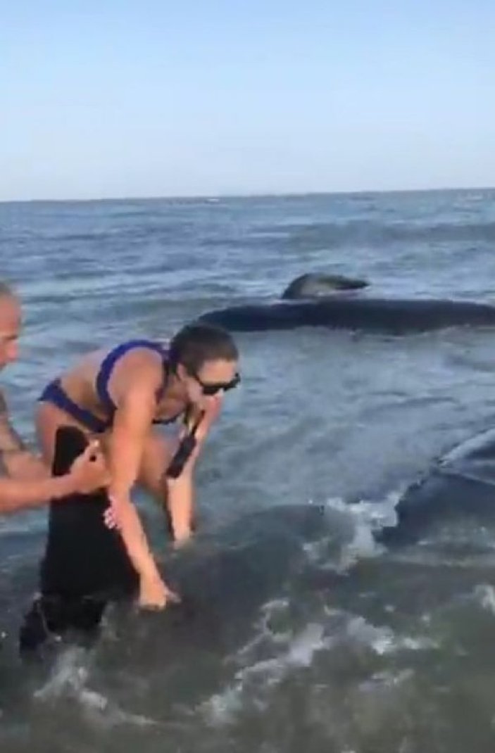 ABD'de kıyıya vuran balinaları kurtardılar