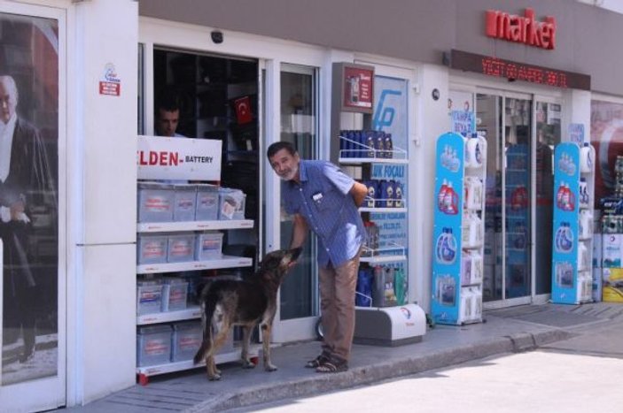 İzmir'de köpeğin duş mesaisi