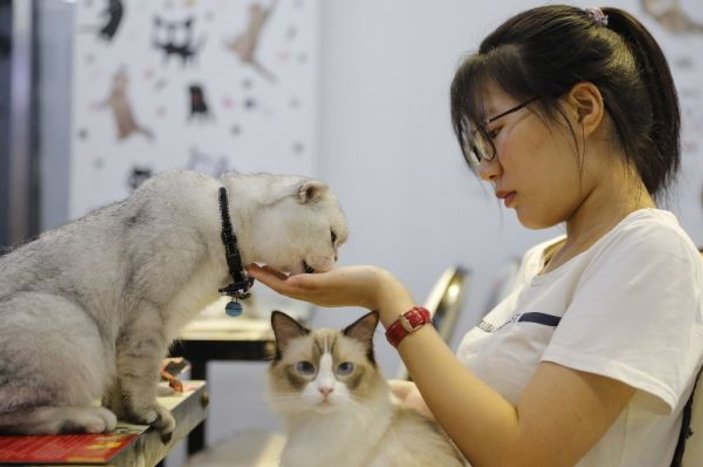 Çin’de evcil hayvan kafeleri gençlerin uğrak yeri oldu