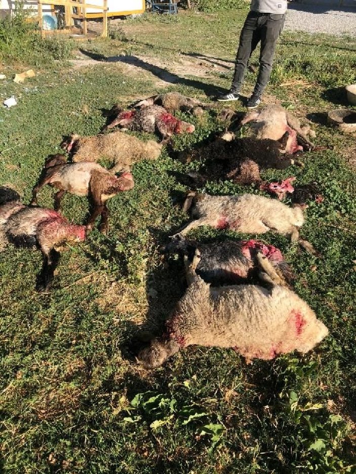 Van'da köpeklerin saldırdığı 12 kuzu telef oldu