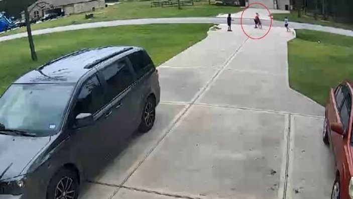 ABD’de pitbullun saldırdığı çocuğa komşusu yetişti