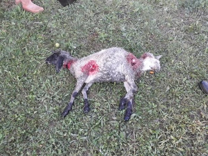 Van'da köpeklerin saldırdığı 12 kuzu telef oldu