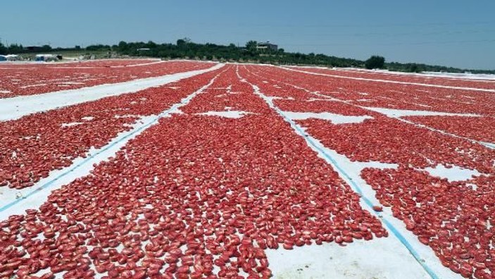 İzmir'de ihracatlık domatesler güneşe serildi