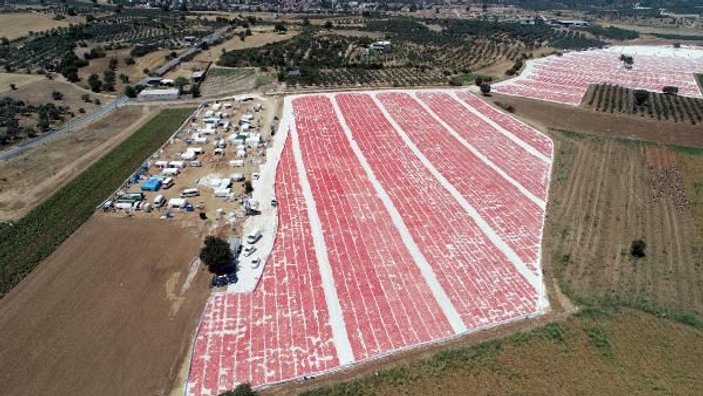 İzmir'de ihracatlık domatesler güneşe serildi