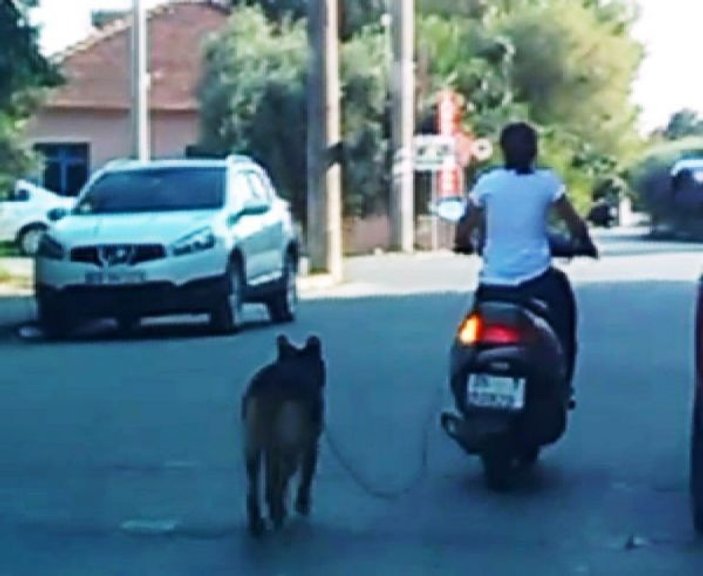 Muğla'da köpeğini motosiklete bağlayan kadına tepki
