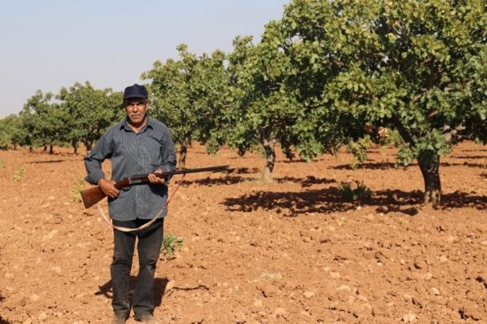 Antep fıstığı için silahlı mesai