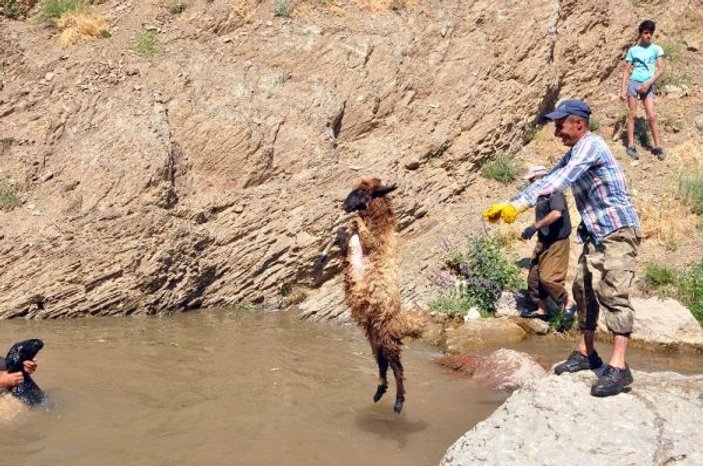 Hakkari'de koyunların yıkandığı gölette yüzme keyfi