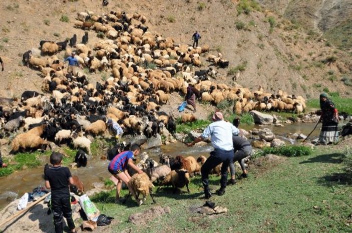 Hakkari'de koyunların yıkandığı gölette yüzme keyfi