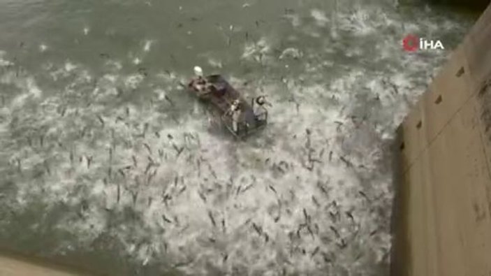 ABD'de yüzlerce sazan balığını elektroşokla topladılar