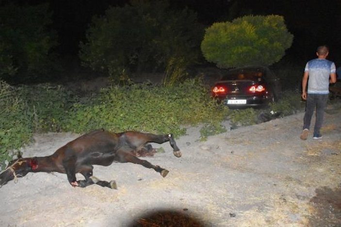 Malatya'da iki otomobil, çiftlikten kaçan atlara çarptı