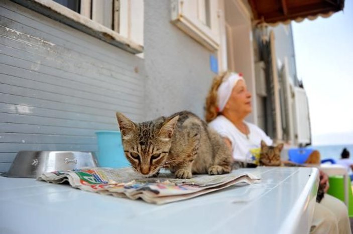 Bursa'da 70 yaşındaki teyzenin kedi düşkünlüğü
