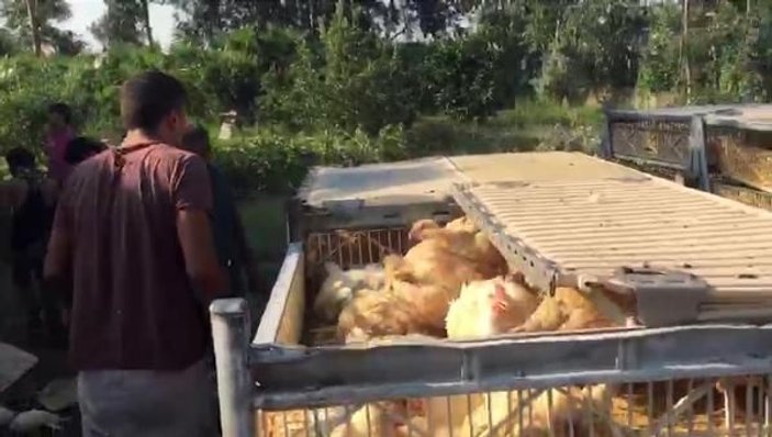Adana'da tavuk yüklü tır eve girdi: 2 yaralı
