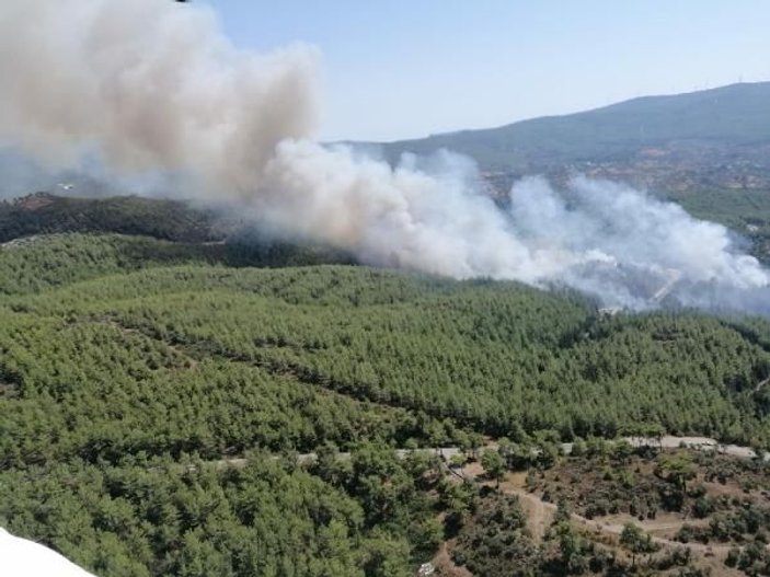 Bodrum'da ormanlık alanda yangın