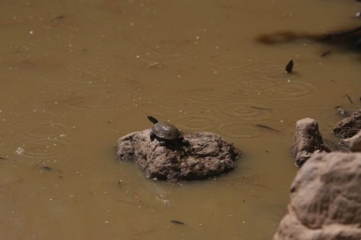 Bodrum'da susuz kalan kaplumbağalara can suyu