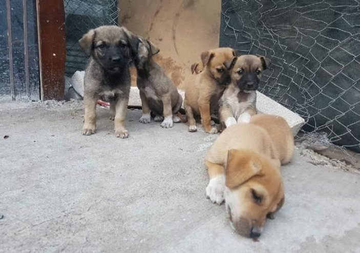 Ankara'da zehirlenen 3 köpek hayatını kaybetti