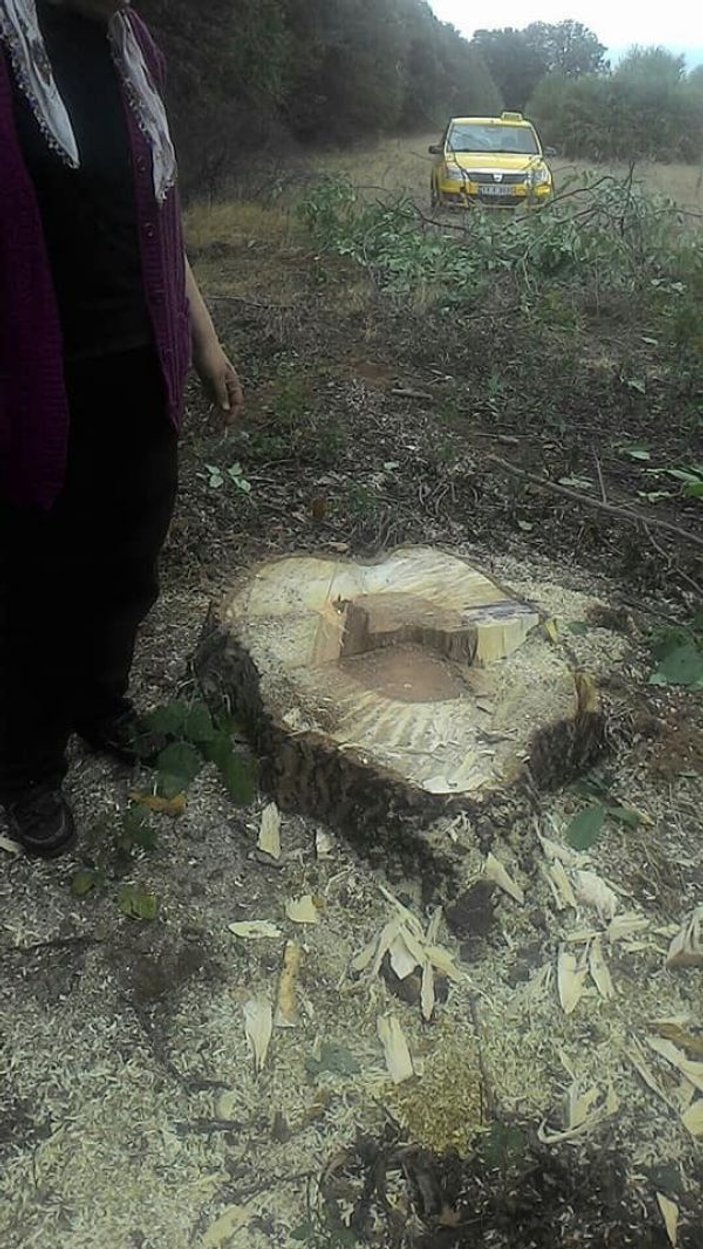 Bilecik'te tarlalara ağaç hırsızları dadandı