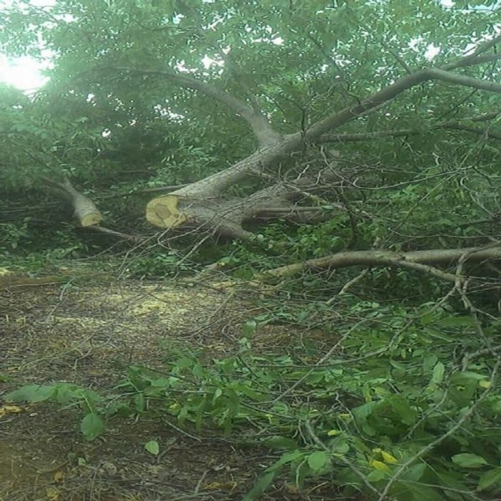 Bilecik'te tarlalara ağaç hırsızları dadandı