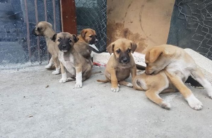 Ankara'da zehirlenen 3 köpek hayatını kaybetti