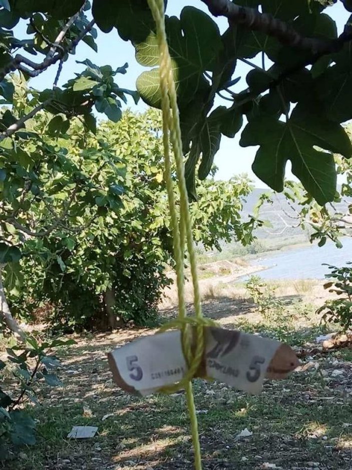 Bursa'da kopardığı incir için ağaca para astı
