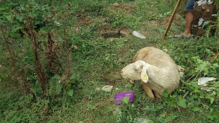 Düzce'de kaçan kurbanlık koyun kuyudan çıktı