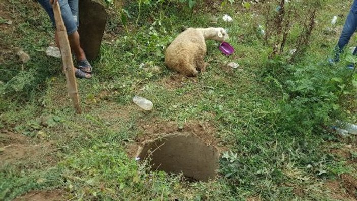 Düzce'de kaçan kurbanlık koyun kuyudan çıktı